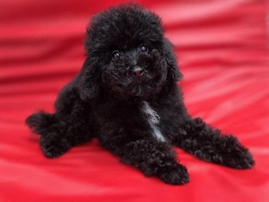 Zwergpudel Welpen(der letzte glänzende Prinz)