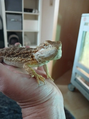 Bartagame weibl 6 Monate jung