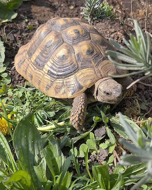  6 jährige THB Griechische Landschildröte Oststraße mit EU Cites Bescheinigung