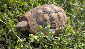 Griechische Landschildkröte THB 2020 mit Cites Bescheinigung u. Fotodokumentation