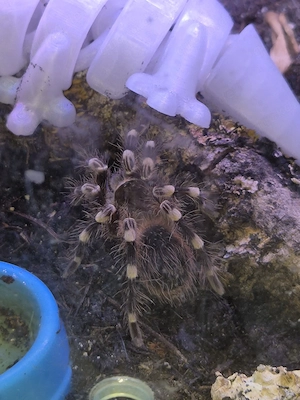 Weißknie Vogelspinnen  Acanthoscurria geniculata