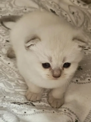 Silver shaded point Kitten