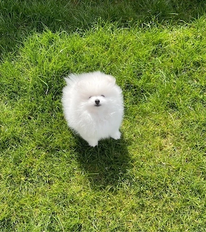 Pomeranien Zwergspitz Welpen