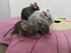 Super süßer Degu Nachwuchs:Sonderfarben:Schoko-Schecken,Liac suchen demnächst Heugeber! Bild 4
