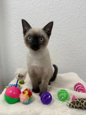 Reinrassiger Siam Kater sucht ein liebevolles Zuhause