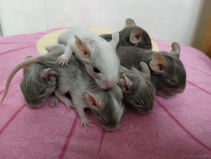 Super süßer Degu Nachwuchs:Sonderfarben:Schoko-Schecken,Liac suchen demnächst Heugeber!