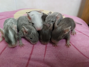 Super süßer Degu Nachwuchs:Sonderfarben:Schoko-Schecken,Liac suchen demnächst Heugeber!