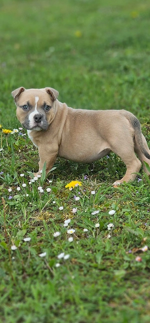Erstklassige American Pocket Bully Welpen Abgabebereit 