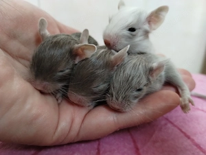 Super süßer Degu Nachwuchs:Sonderfarben:Schoko-Schecken,Liac suchen demnächst Heugeber!