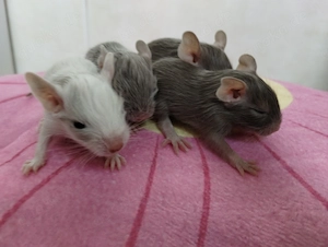 Super süßer Degu Nachwuchs:Sonderfarben:Schoko-Schecken,Liac suchen demnächst Heugeber! Bild 7