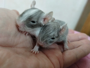 Super süßer Degu Nachwuchs:Sonderfarben:Schoko-Schecken,Liac suchen demnächst Heugeber! Bild 8