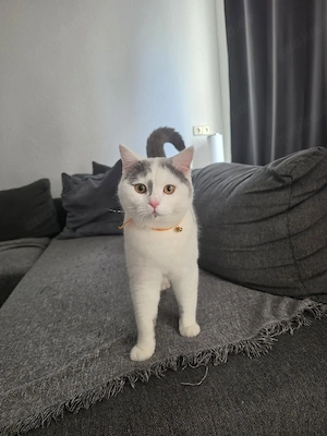 BKH Deckkater - Lilac Harlekin Bild 2