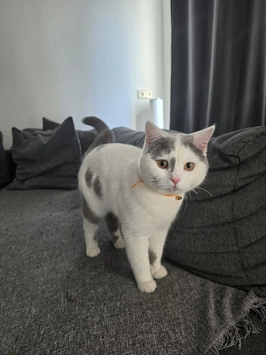 BKH Deckkater - Lilac Harlekin Bild 3