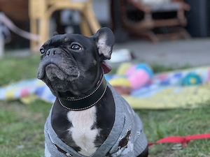 Französische Bulldogge 