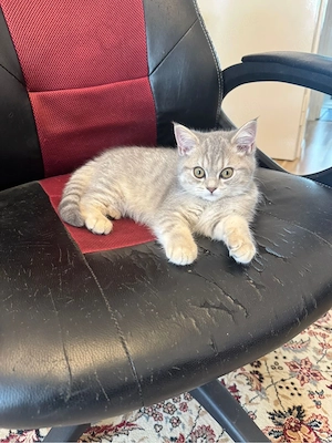 BKH Kitten abgabebereit!!!!!