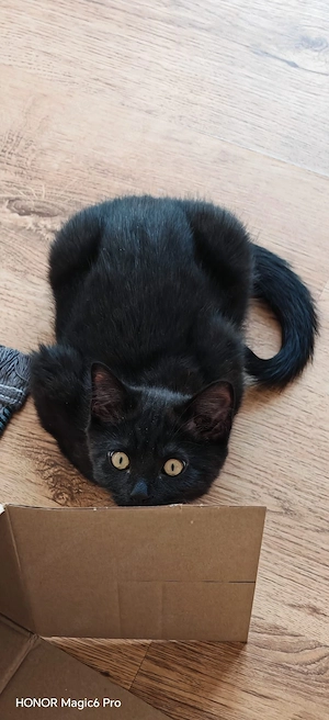 Wunderschöner schwarzer Kater