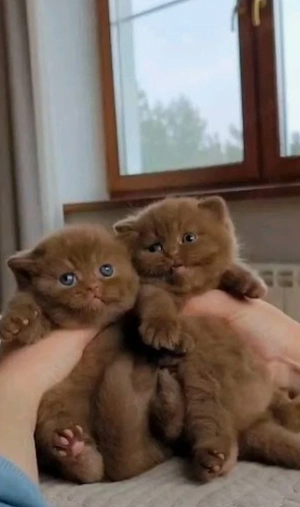 bkh reinrassige babys 