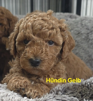 Kleinpudel Welpen suchen ein tolles Zuhause 