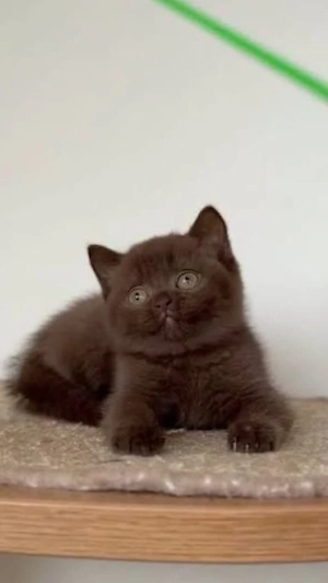 bkh reinrassige babys 