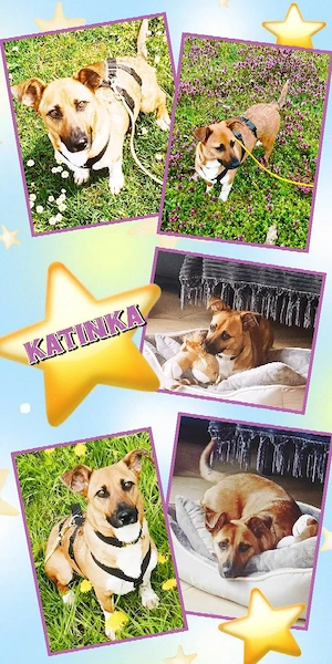 kleine, liebe, wunderschöne, sehr verträgliche Hündin "Katinka" sucht ein liebevolles Zuhause