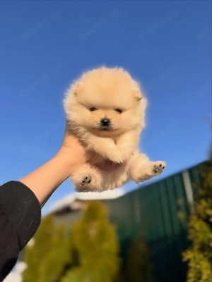 Wir haben 5 wunderschöne Pomeranian-Welpen! 