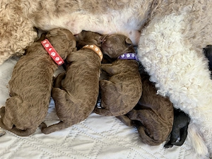 Königspudel Welpen Anfang April zur Welt gekommen 