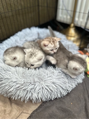 Reinrassige BKH Kitten ab juni abzugeben 