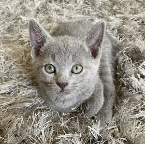 Russisch Blau, Katzenbaby