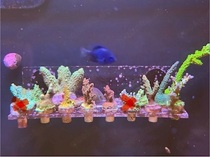 Korallen zu verkaufen groß und klein