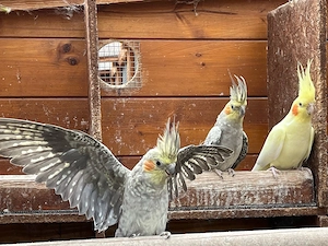 Wunderschöne Nymphensittiche abzugeben