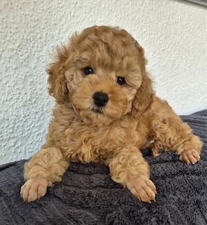 1 Reinrassige Toypudel Welpen (Rüde)