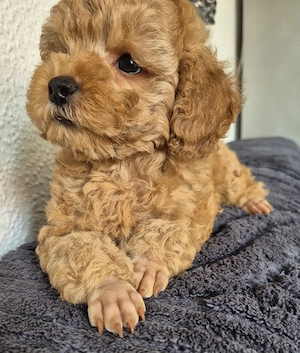 1 Reinrassige Toypudel Welpen (Rüde)