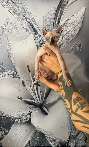     Sphynx Mädchen mit Whiskern (Tasthaaren), 4 Monate, kinderlie