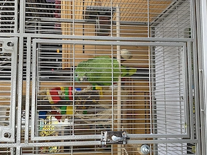 Mischlings Amazone zu verkaufen 