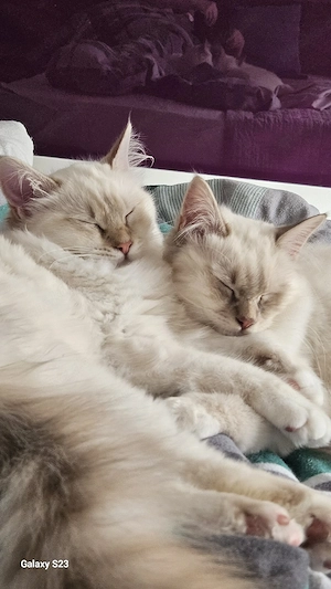 Heilige Birma Brüder