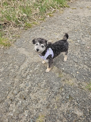 Reinrassiger Zwerg Toypudel Rüde, 5 Monate alt 