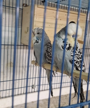 Standard Wellensittiche  Bild 2