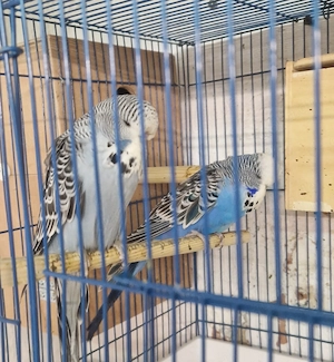 Standard Wellensittiche  Bild 5