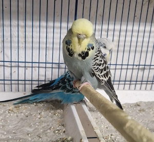 Standard Wellensittiche 