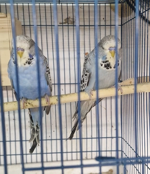 Standard Wellensittiche  Bild 3