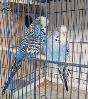 Standard Wellensittiche  Bild 4