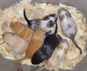 junge Wüstenrennmäuse 