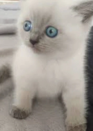 Bkh babys reinrassige 