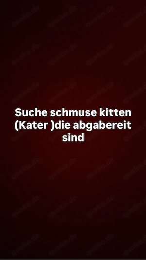 suche kitten 