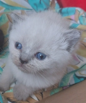 bkh alle mit blau Augen 