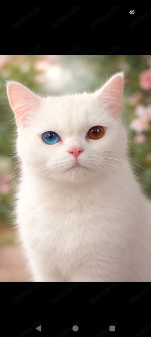 BKH katzen odd eyed & Eis Blau 