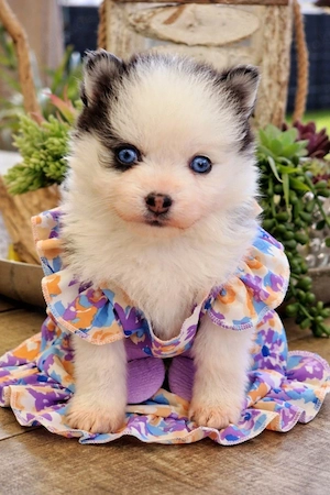 Pomsky F2 Micro & Toy Puppengesicht Bärchentyp Wollycoat 