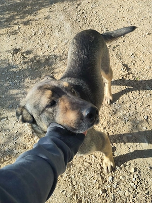 BRUNO - ein Jungspund zum Verlieben (wartet in Rumänien) Bild 3