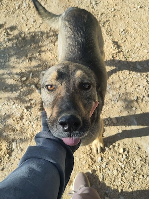 BRUNO - ein Jungspund zum Verlieben (wartet in Rumänien) Bild 2