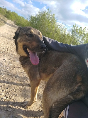 BRUNO - ein Jungspund zum Verlieben (wartet in Rumänien) Bild 4